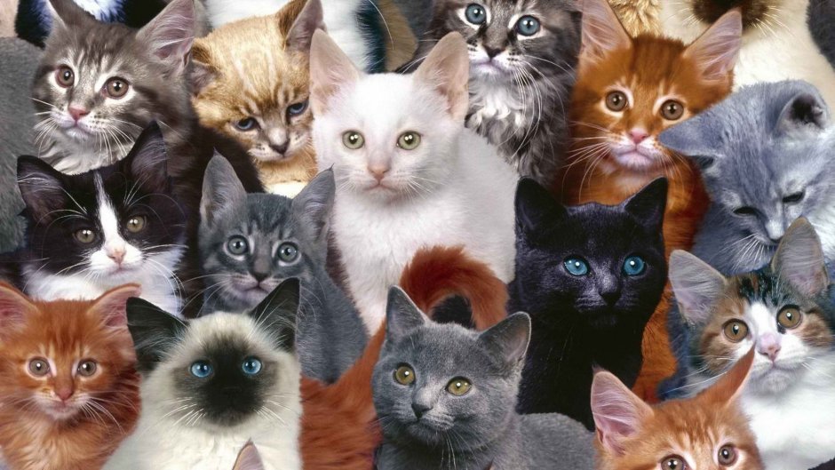 Много котят