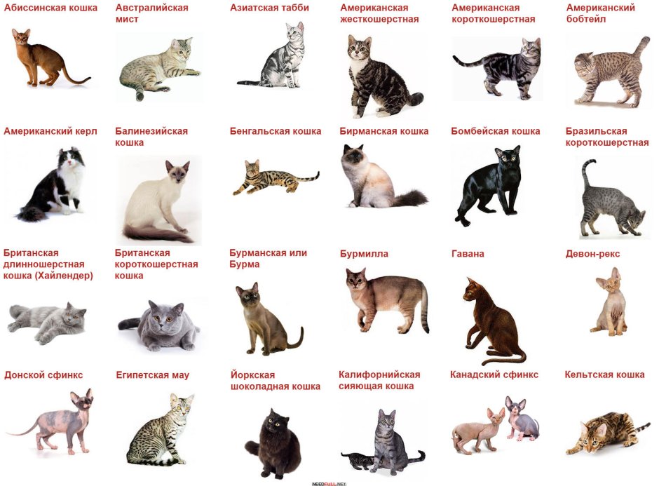 Рэгдолл котята