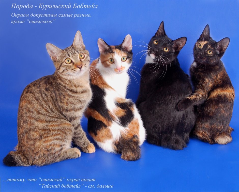 Много разных котов