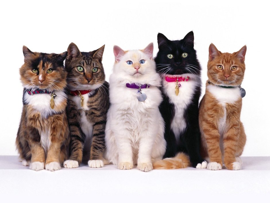 Коты ориенталы