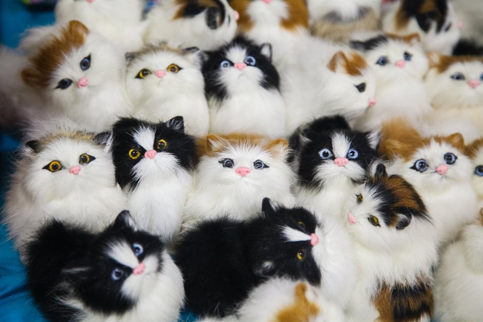 Котята Мейн кун