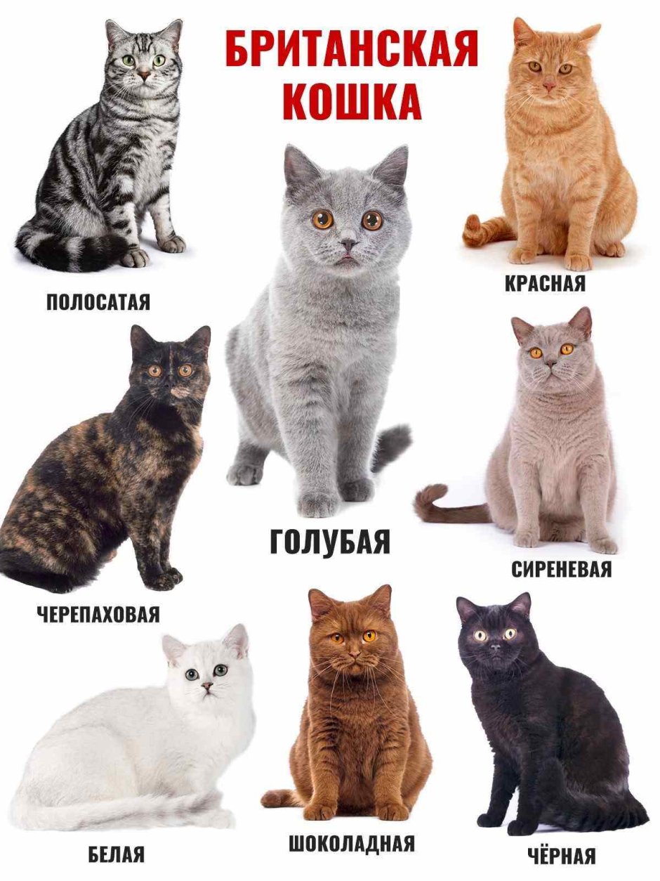 Породы кошек по алфавиту список