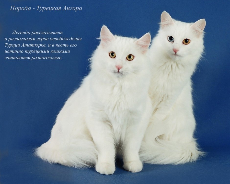Породы кошек картинки