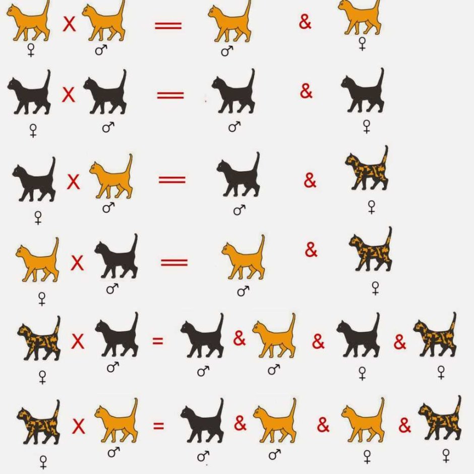 Котята разных пород