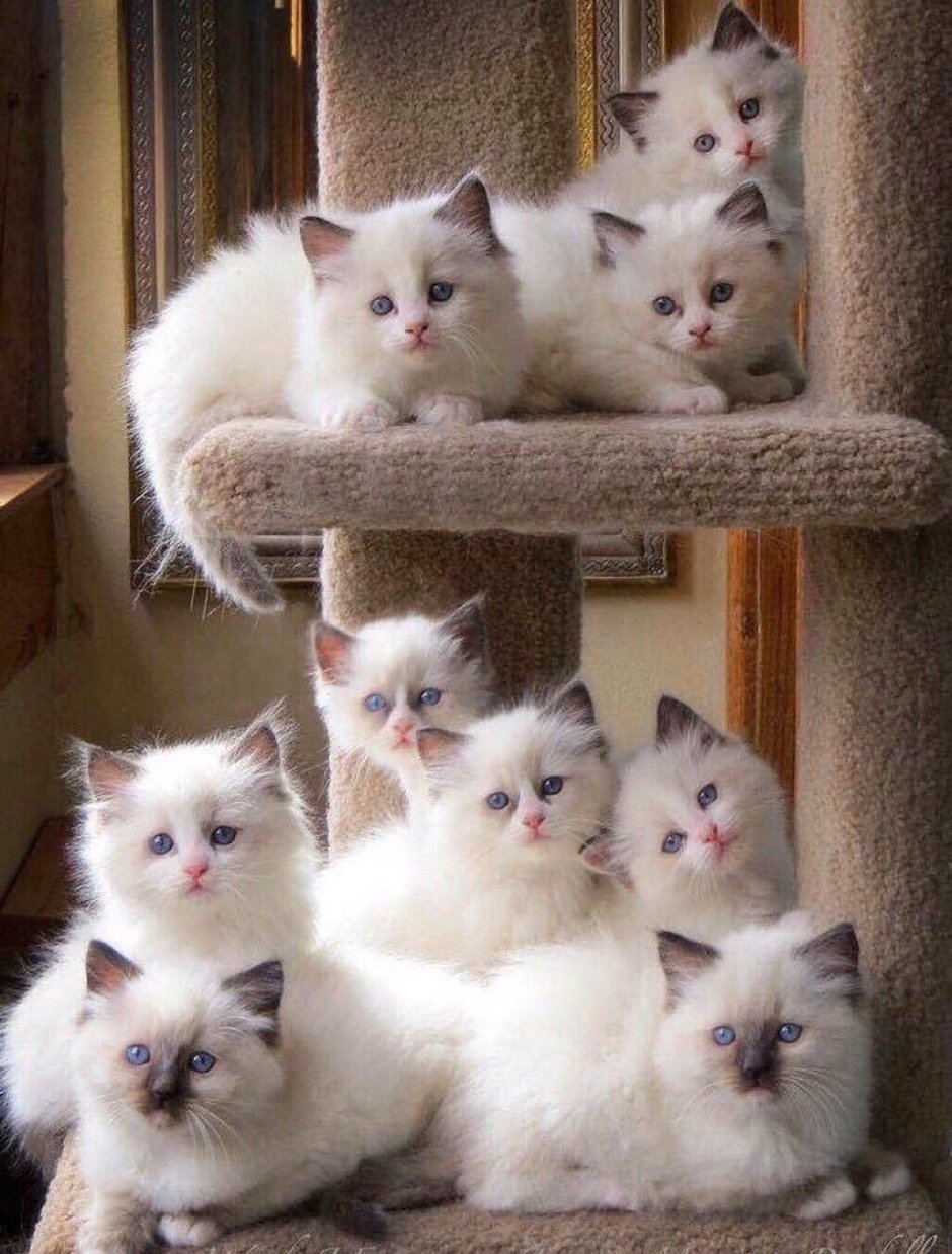 Котики в разных стилях