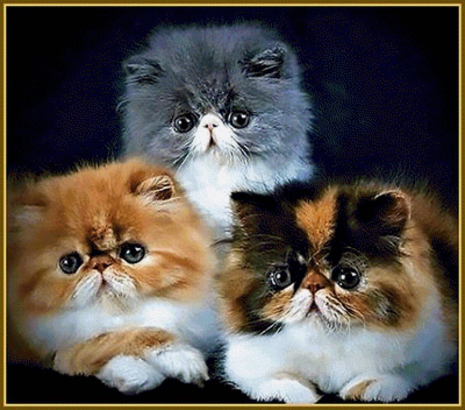 Кошечки разных пород