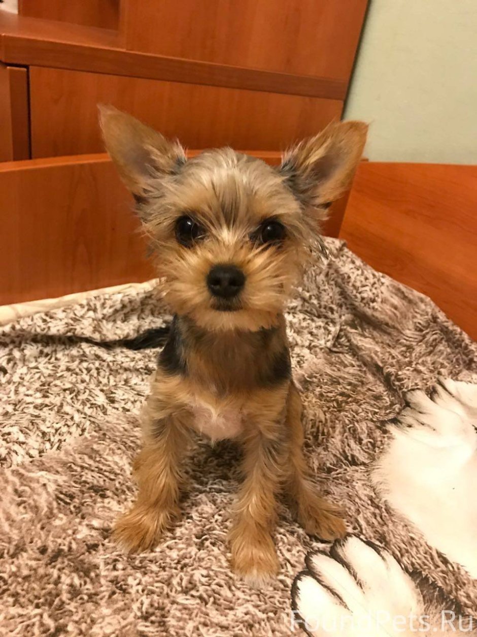 Chorkie порода