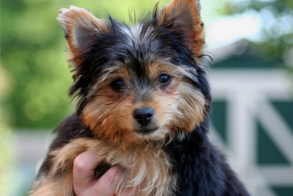 Chorkie собака