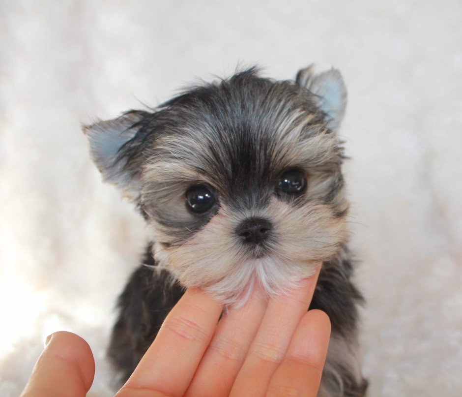 Micro Morkie Puppy