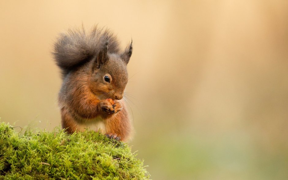 Callosciurus erythraeus