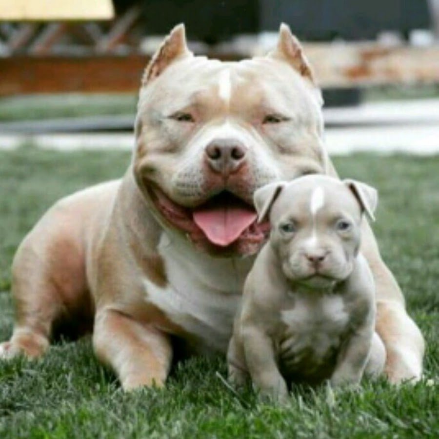 Булли, стафф, питбуль
