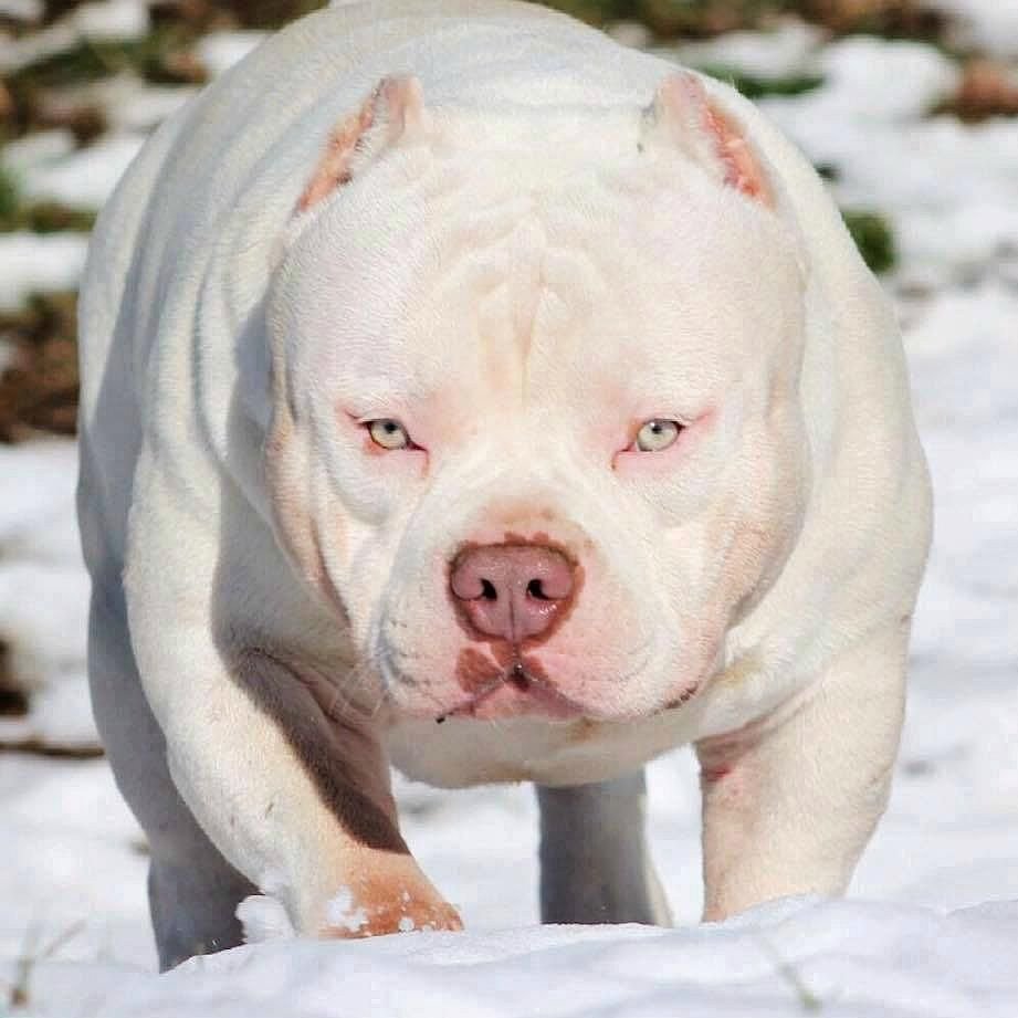 Стаффордширский терьер булли