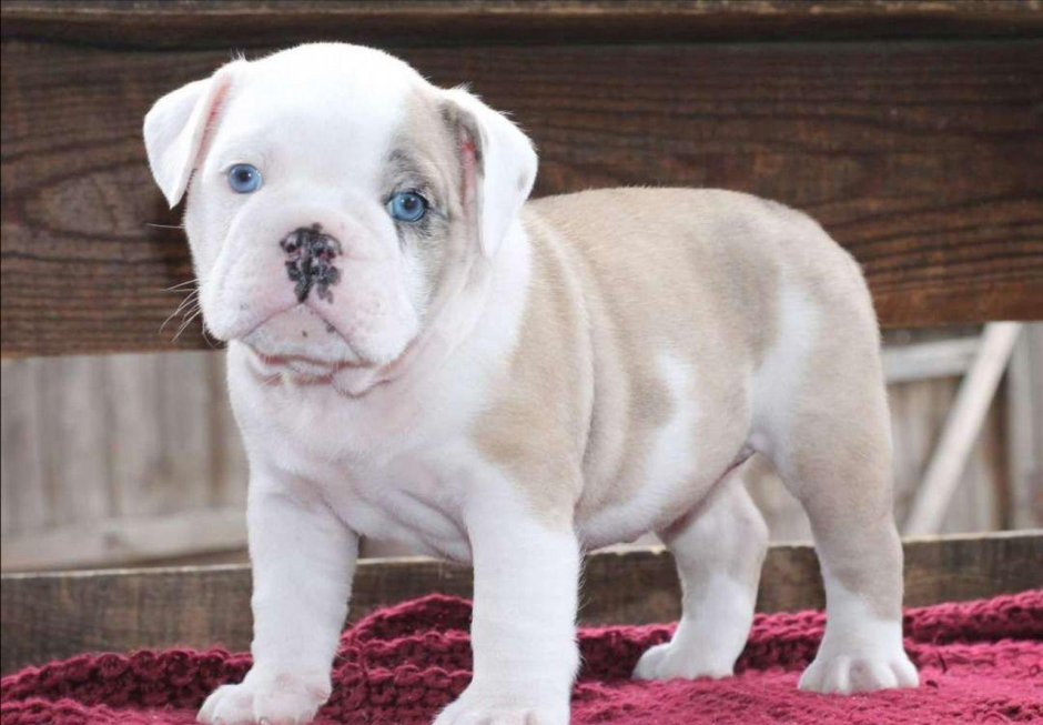 Английский бульдог с голубыми глазами