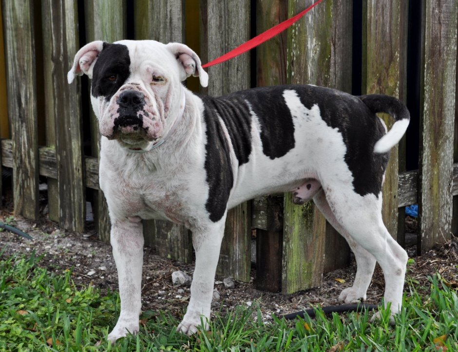 Американский бульдог Джонсона