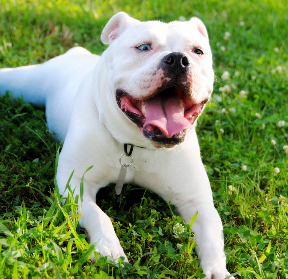 Американский бульдог