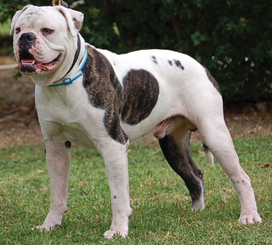 Мраморный бульдог