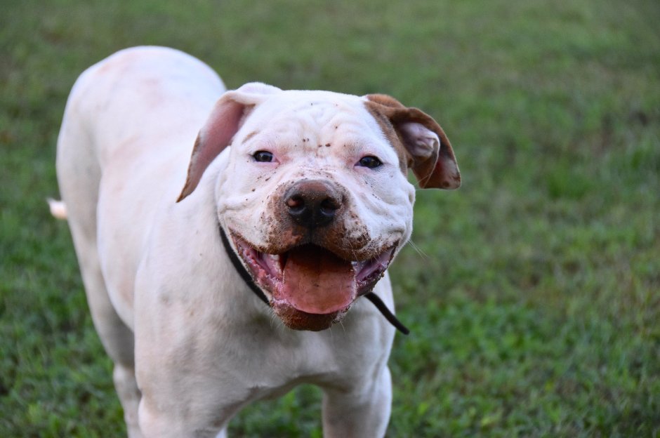 Американский бульдог злой