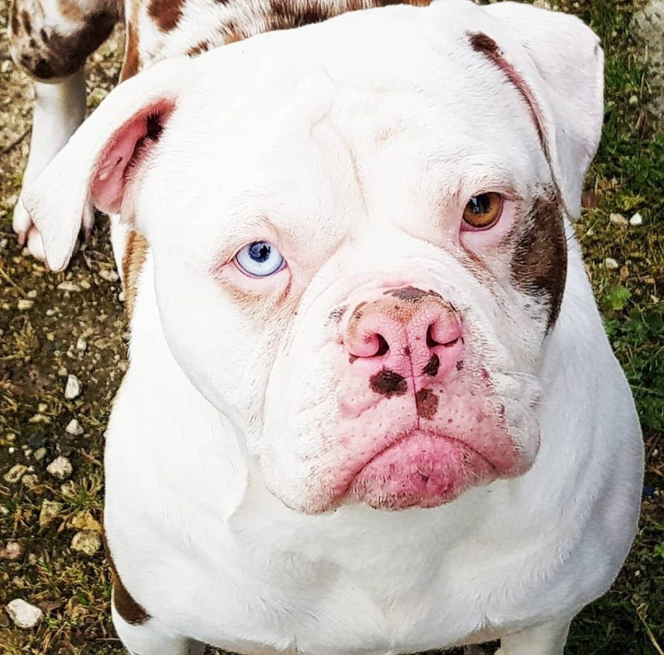 Американский бульдог белый