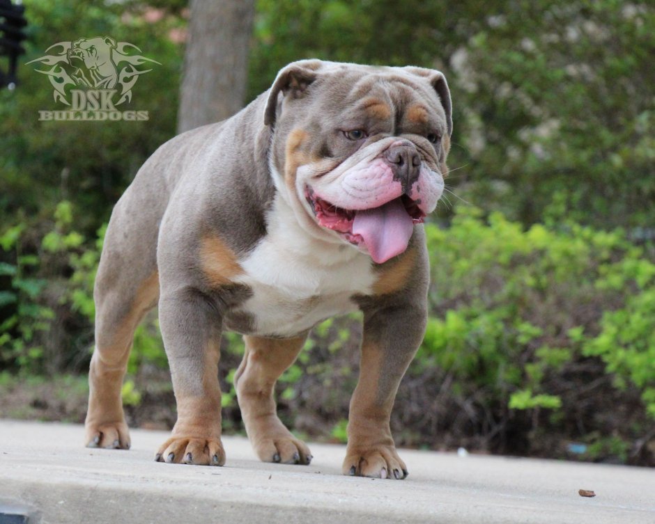 Английский бульдог тигровый