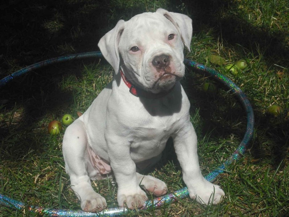 Амбуль белый