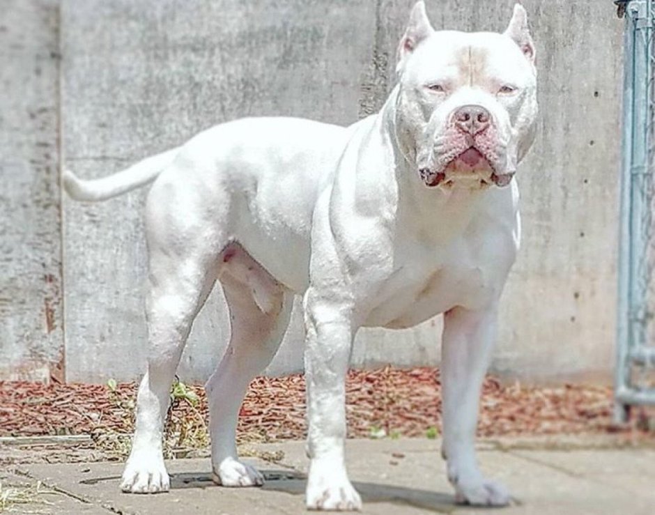 Американский бульдог