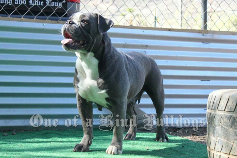 Американский стаффордширский булли