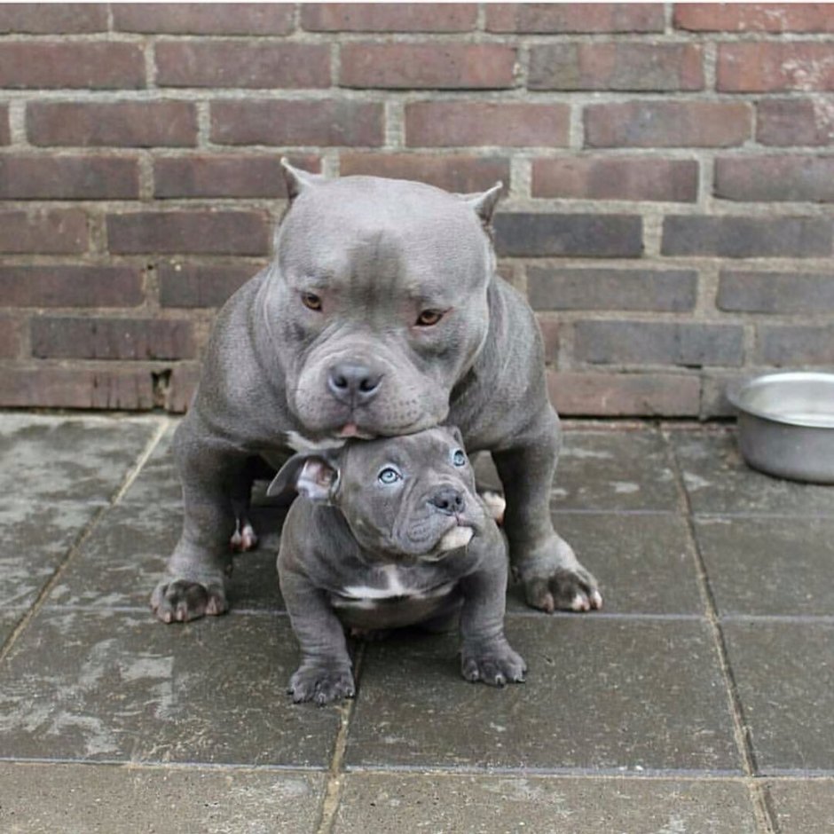 Стаффордширский терьер альбинос