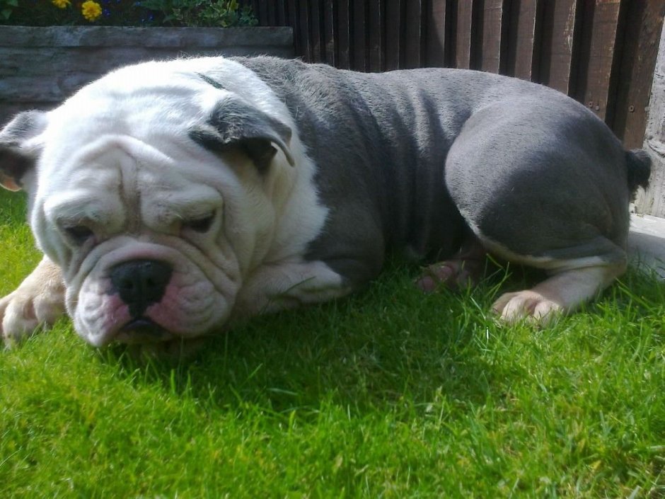 Ирландский бульдог