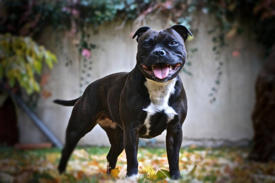 Американский бульдог Ной