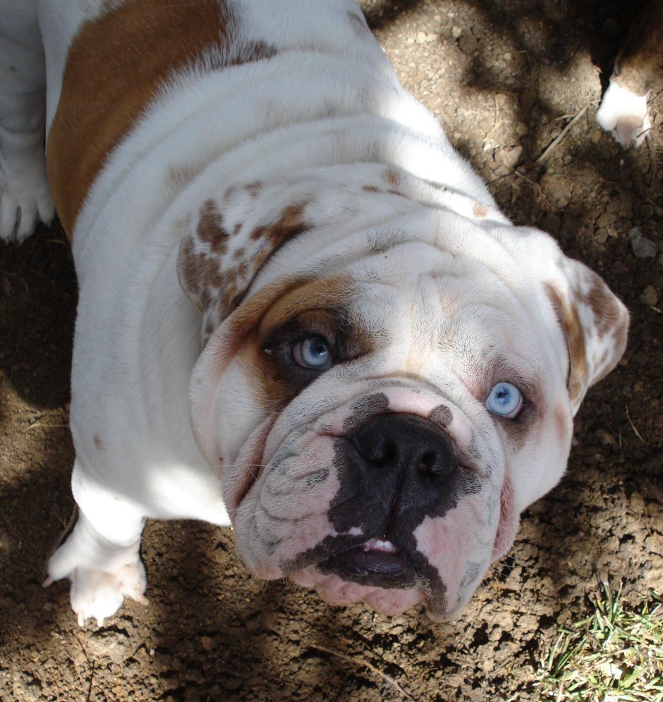 Глаза английского бульдога