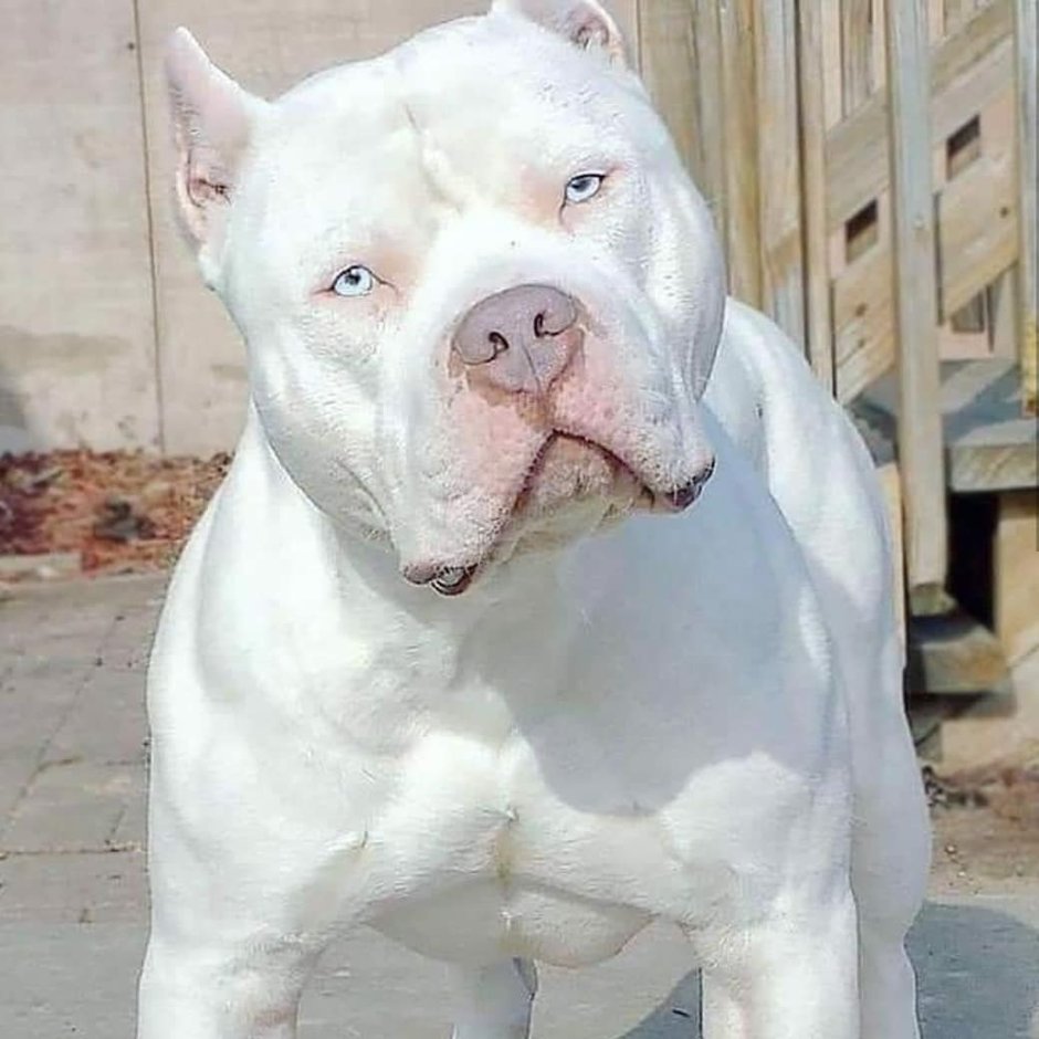 Американский бульдог голубой