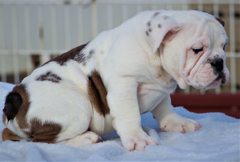 Амбуль экзот