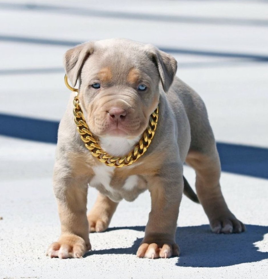 Американский питбультерьер золотой