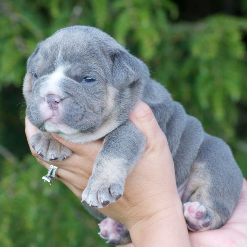 Булли, стафф, питбуль