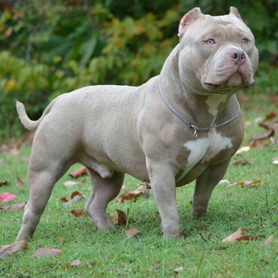 Стаффордширский терьер альбинос
