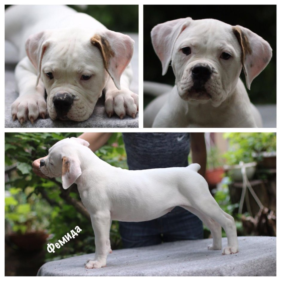 Стаффордширский терьер альбинос