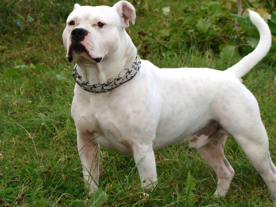 Амстафф черный