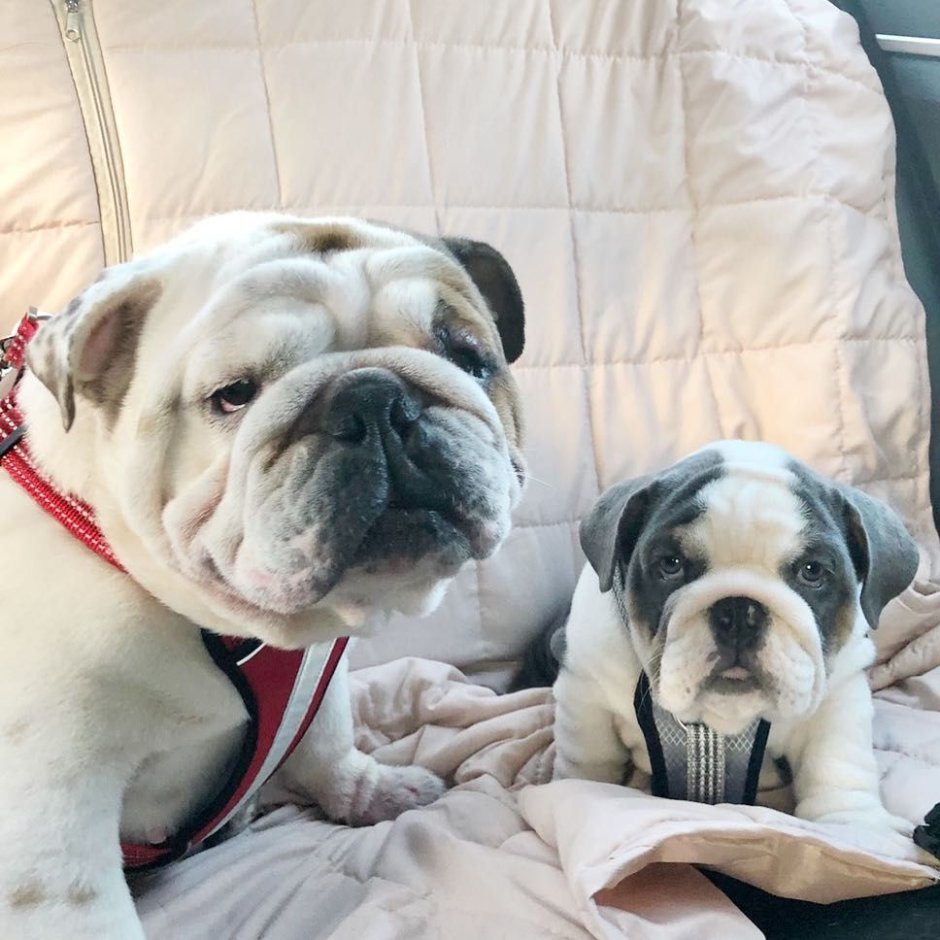 Английский и французский бульдог