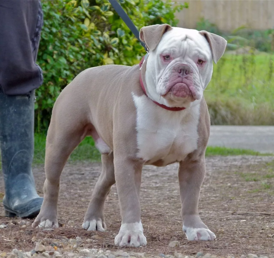 Американский бульдог карликовый