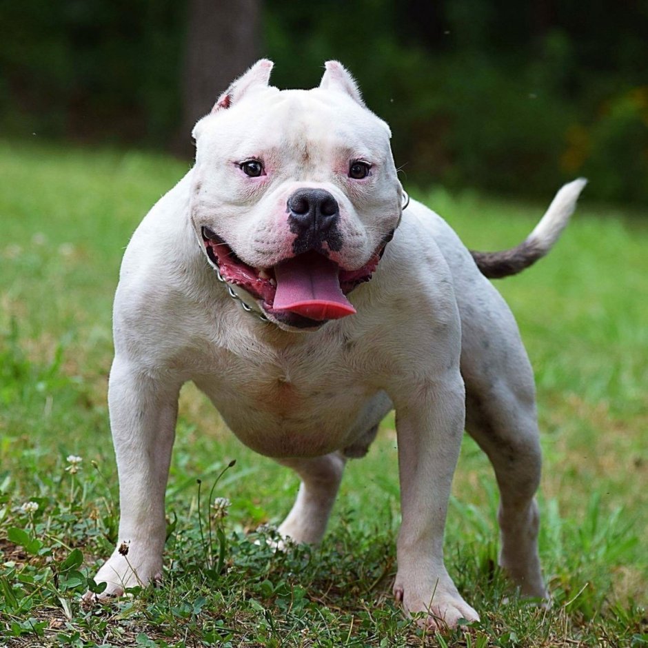 Американский бульдог толстый