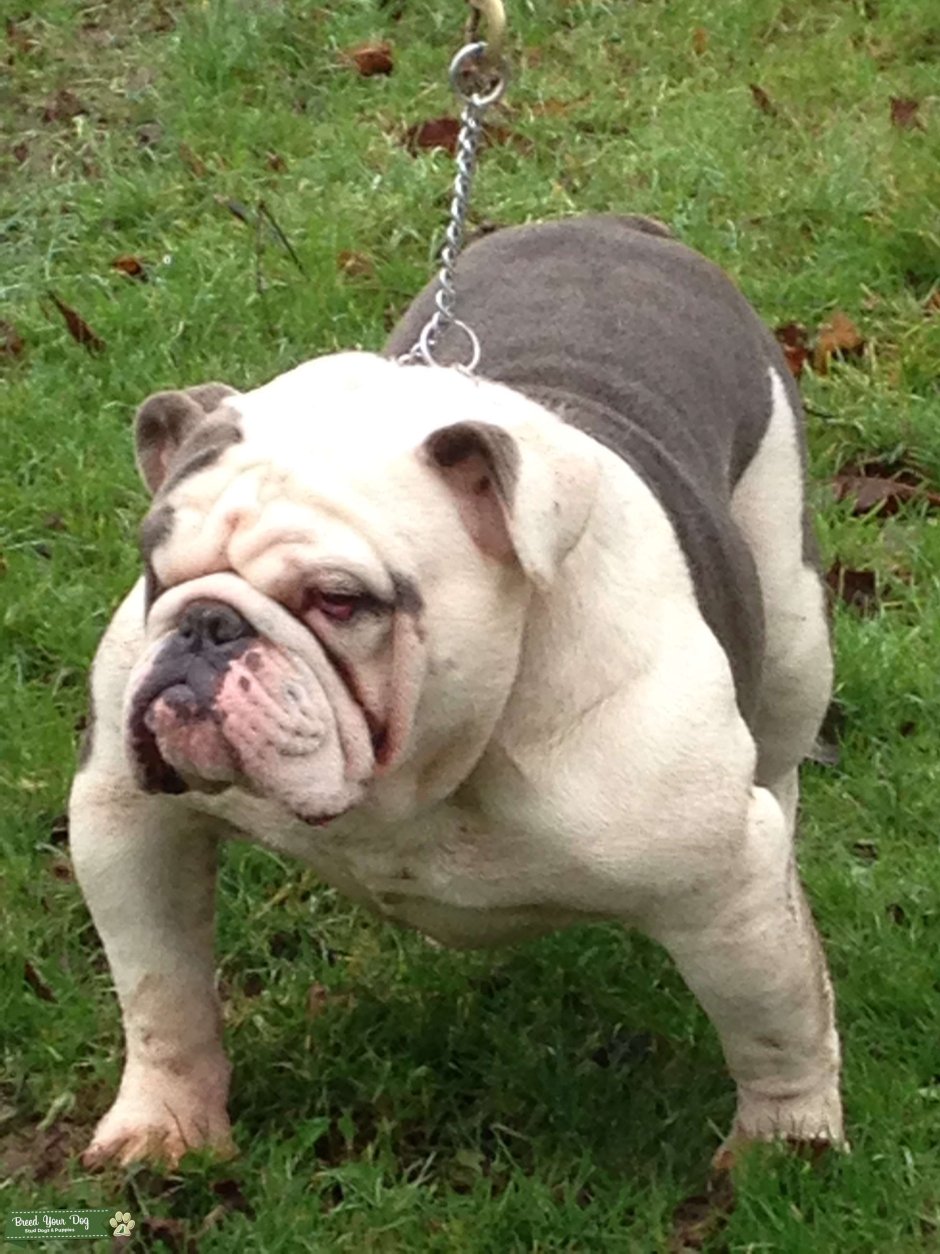 Американ булли Экзотик