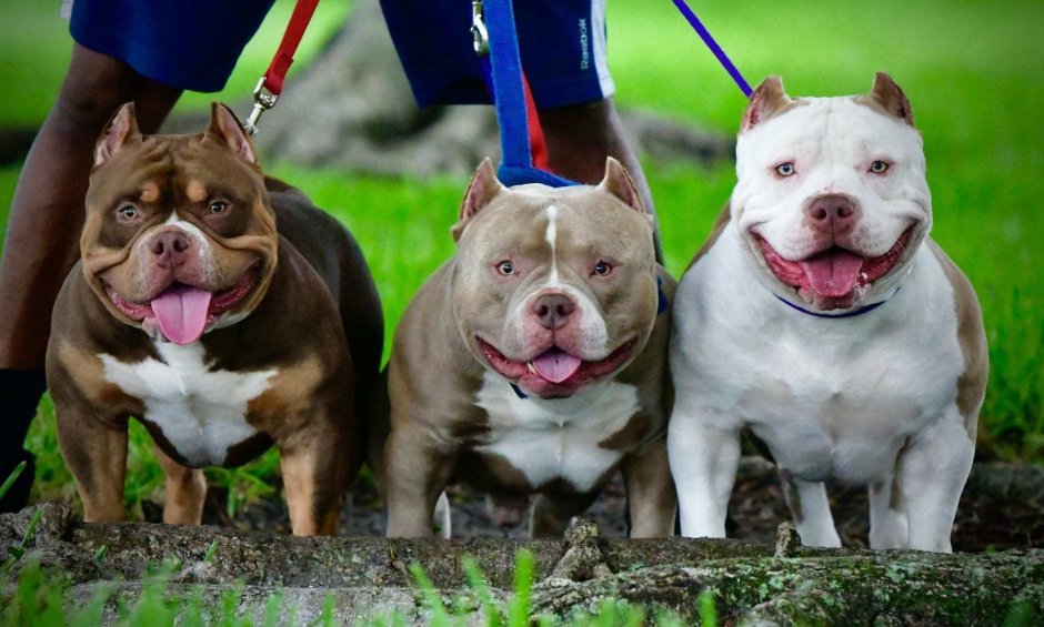 Бульдог морщинистый