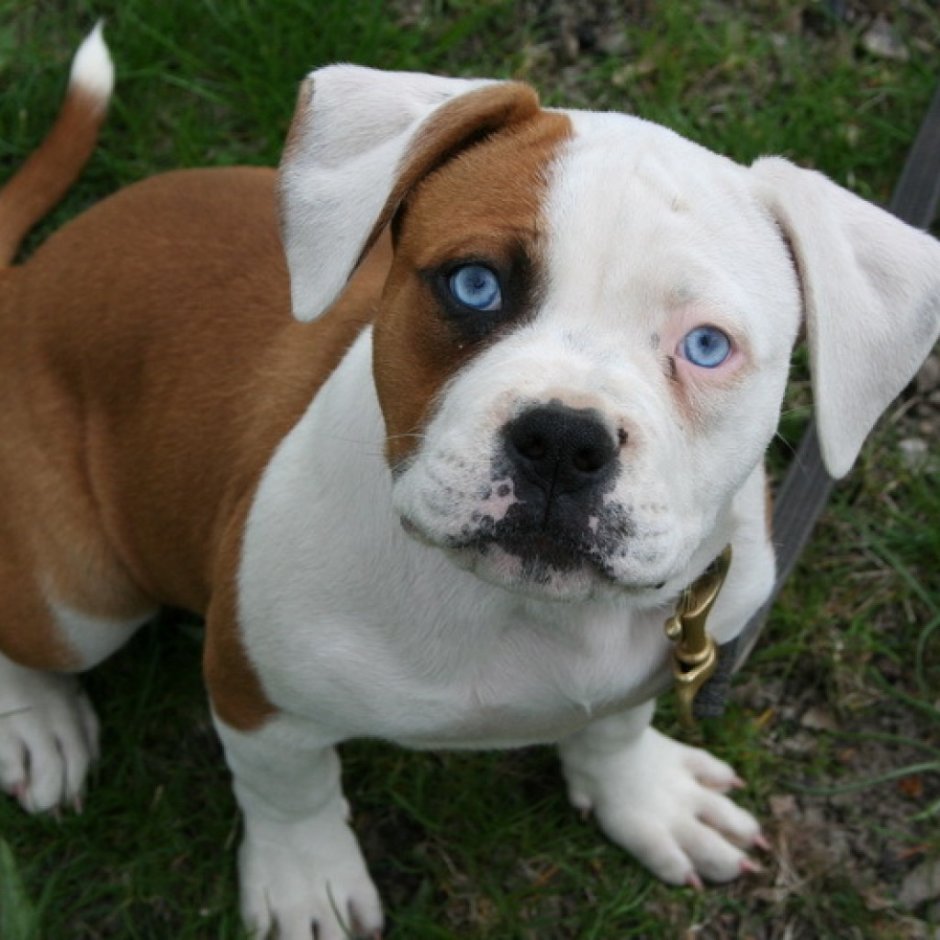 Бульдог Алапахский чистокровный Отто