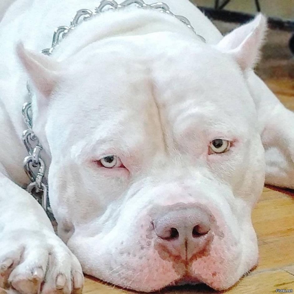 Американский бульдог Джексон