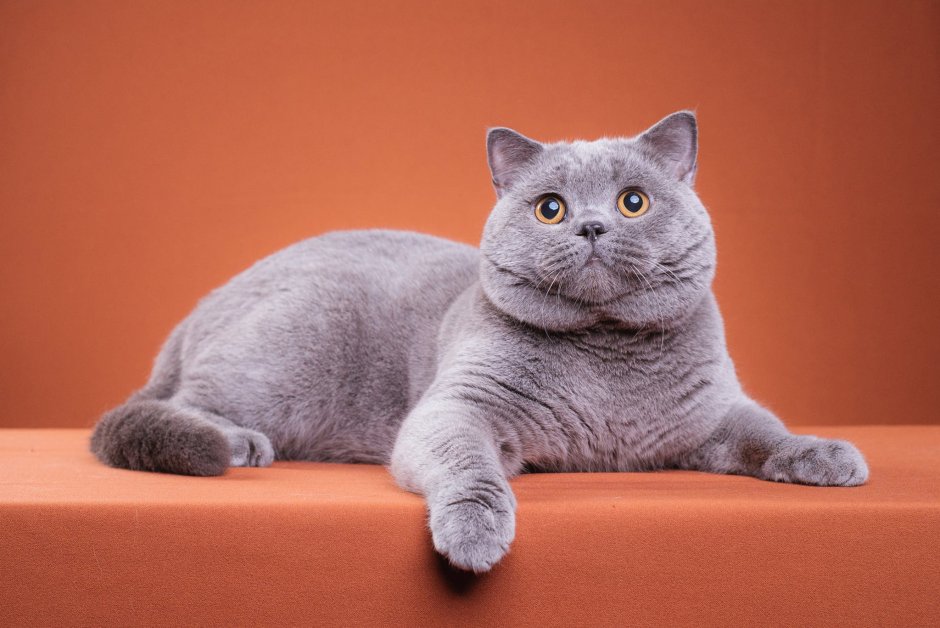 Британская короткошёрстная кошка голубая