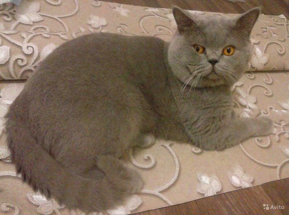 Шотландский скоттиш страйт лиловый