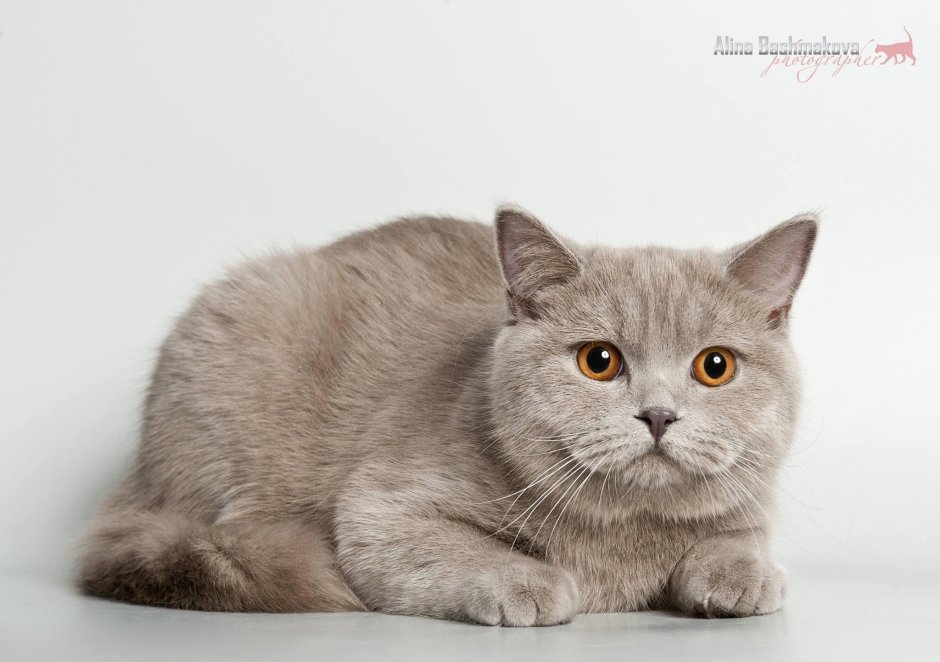 Скоттиш страйт
