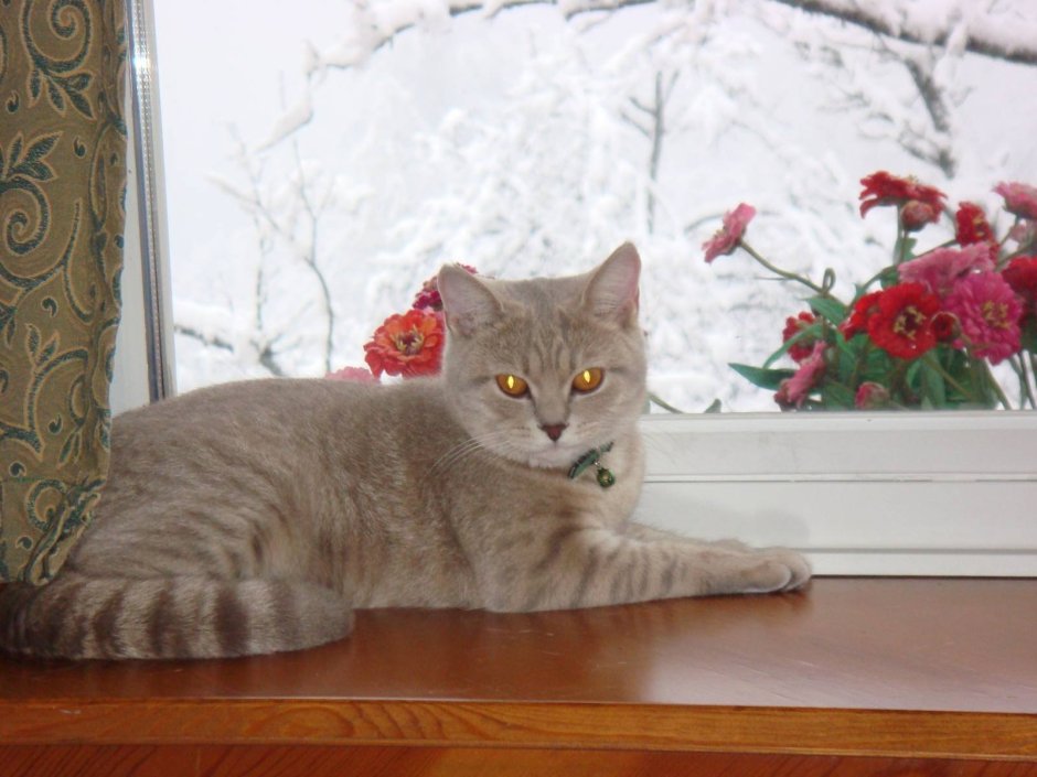 Шотландский скоттиш страйт персиковый