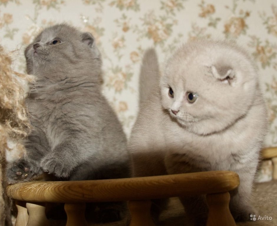 Лиловый табби шотландской кошки