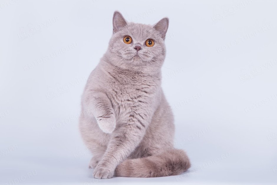Британская короткошёрстная кошка лиловая